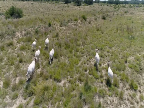 Exotic Deer 動画素材 77522652