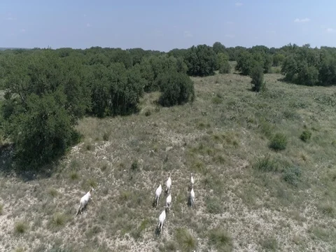 Exotic Deer Running 動画素材 77521928