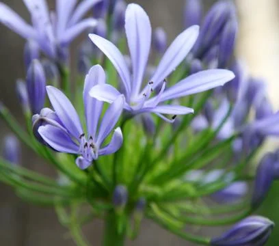 Exotic delicate flower Stock Photos