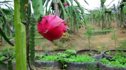 Exotic dragon fruit garden 스톡 동영상 12174793