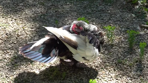 An exotic duck cleans its feathers after bathing in a pond in the sun Stock Footage 246123479
