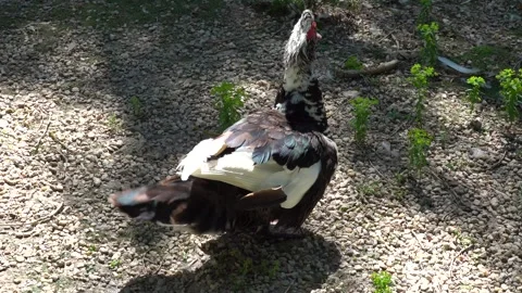 An exotic duck cleans its feathers after bathing in a pond in the sun Stock Footage 246123573