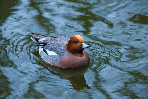 Exotic duck Stock Photos