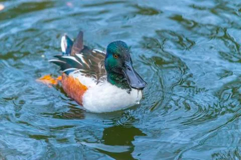Exotic duck Stock Photos