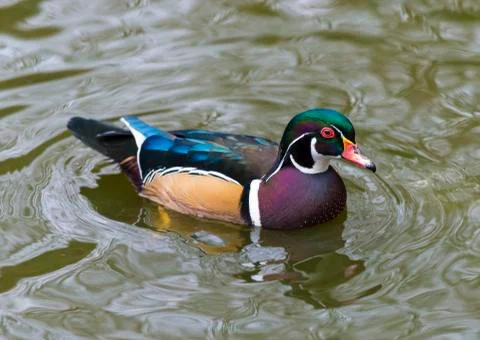 Exotic duck Stock Photos