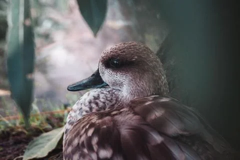 An Exotic Duck Stock Photos