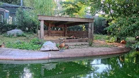 Exotic ducks by the pond Stock-Footage 313812960