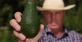 Exotic Farm Employee Recommend Avocado Vegan Diet Closeup Image Tropical Fruit 4k or 4k+ Resolution