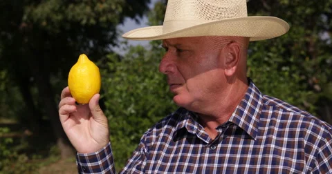 Exotic Farmer Picking Lemon Fruit Carefully Studying Closeup Plant Quality Stock Footage 58654448