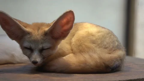 Exotic fennec fox, vulpes zerda, small crepuscular fox with nocturnal Stock Footage 210168284