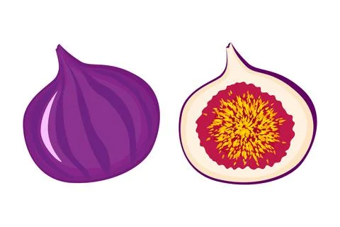 Exotic fig vegan fruit vector flat isolated illustration Stock Illustration