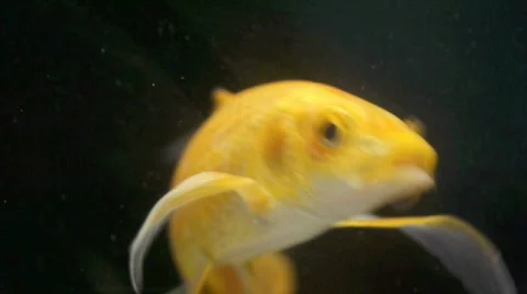 Exotic fish 2 Stock Footage 725479