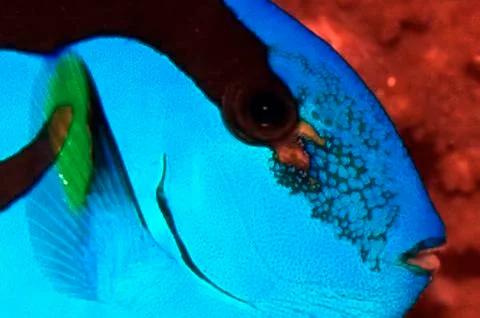 Exotic fish 3 Stock Photos