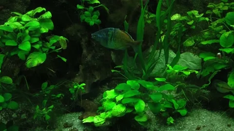 Exotic fish from the amazonian waters. Close up video Stock Footage 199252796