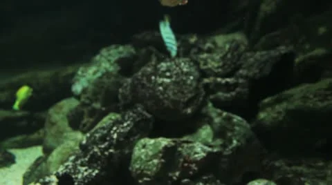 Exotic fish in aquarium 03 Stock Footage 18167779