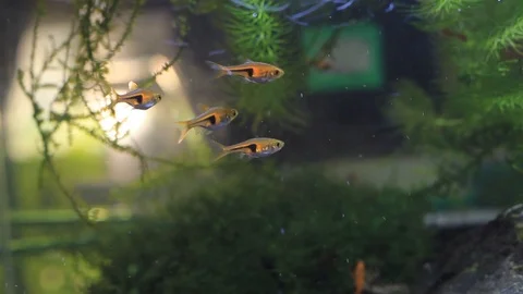 Exotic fish in an aquarium close up Stock Footage 113602953