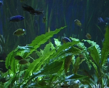 Exotic fish in aquarium Vídeo Stock 279905