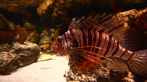 Exotic Fish in Aquarium Stock Footage 23716291