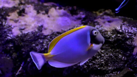 Exotic fish in aquarium Stock Footage 36758126