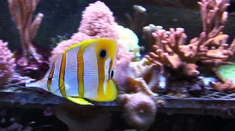Exotic fish in a aquarium Stockbeeldmateriaal 36799173