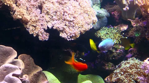 Exotic fish in an Aquarium Stock Footage 36816319