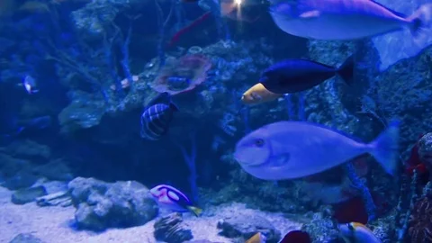 Exotic fish in the aquarium 스톡 동영상 77840967