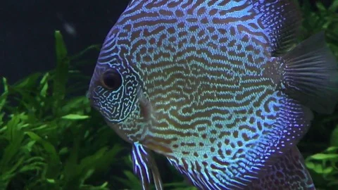 Exotic fish in aquarium Stock Footage 79533652