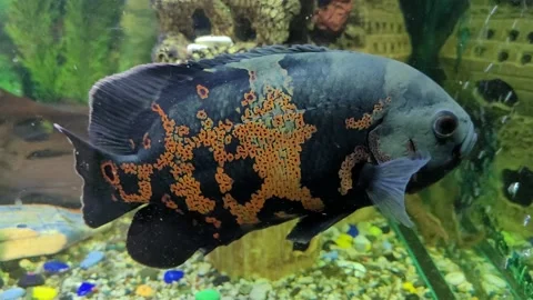Exotic fish in the aquarium Stock-Footage 219610441
