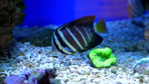 Exotic fish in the aquarium Stock Footage 229934954