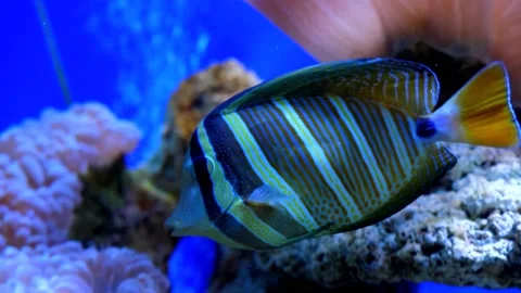 Exotic fish in the aquarium Stock Footage 229934983