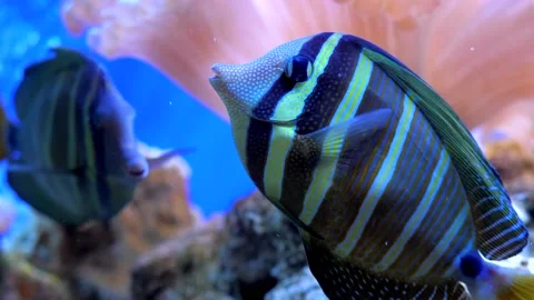 Exotic fish in the aquarium Stock Footage 229935026