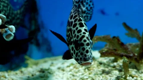 Exotic fish in the aquarium Stock Footage 229961232