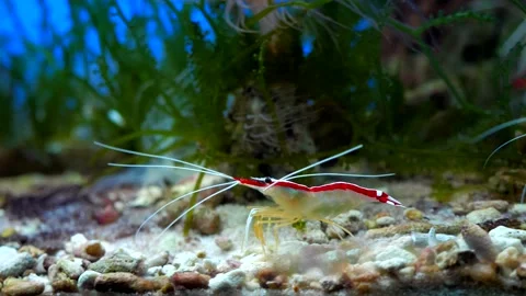 Exotic fish in the aquarium Stock Footage 229961237