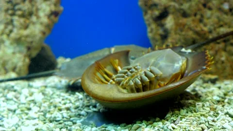 Exotic fish in the aquarium Stock Footage 229961274