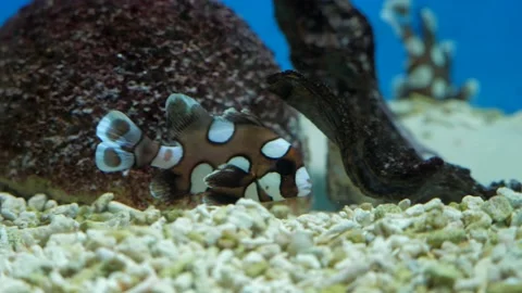 Exotic fish in the aquarium Stock Footage 229961338