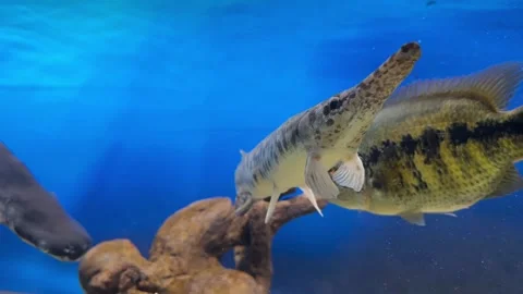 Exotic fish in the aquarium Stock Footage 253409752