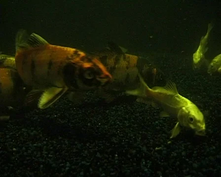 Exotic Fish Aquarium with koi carp. Underwater shot. Stockbeeldmateriaal 560153