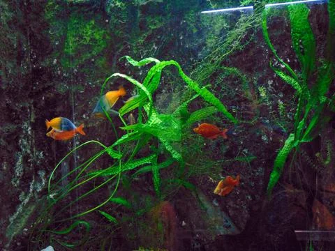 Exotic fish in the aquarium Stock Photos