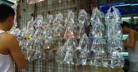 close up of plastic bags containing tropical fish in mongkok