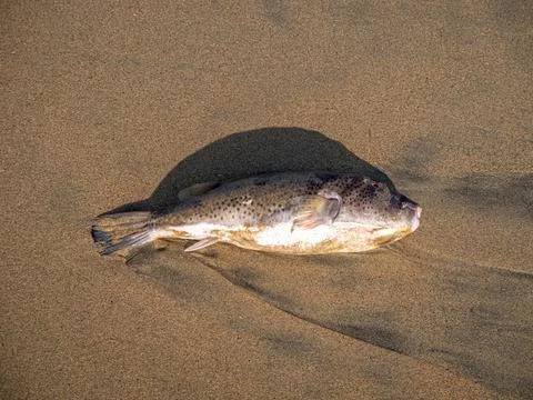 Exotic fish on the beach Stock Photos