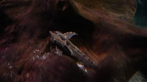 Exotic fish at the bottom of the aquarium Stock Footage 315161735