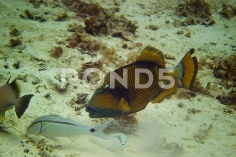 Exotic fish CROSSBOW TITAN in the Andaman sea Stock Photos