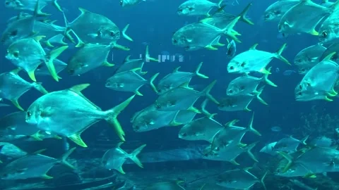 Exotic fish in the dolphinarium Stock Footage 136120101
