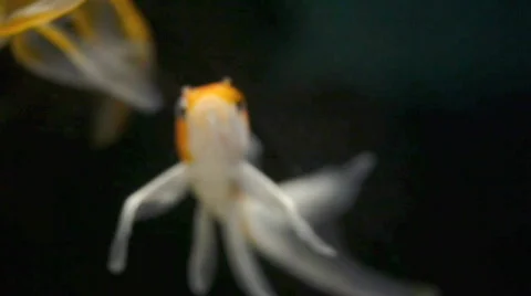 Exotic fish. Stock Footage 725473