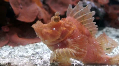 Exotic Fish Stock Footage 25454069