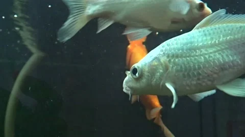 Exotic fish Stock Footage 48372284