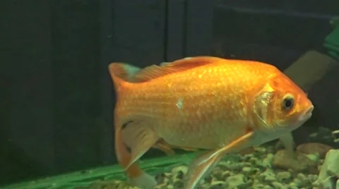 Exotic fish Video stock 48372313