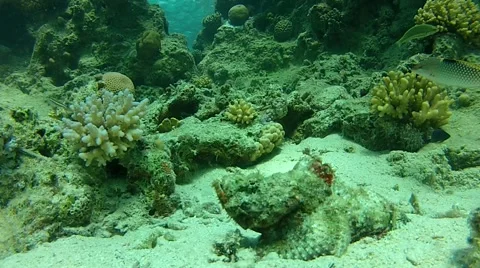 Exotic fish Stock Footage 58311756