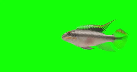 Exotic fish 스톡 동영상 169434300