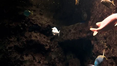 Exotic fish in a large aquarium close-up 動画素材 97226367